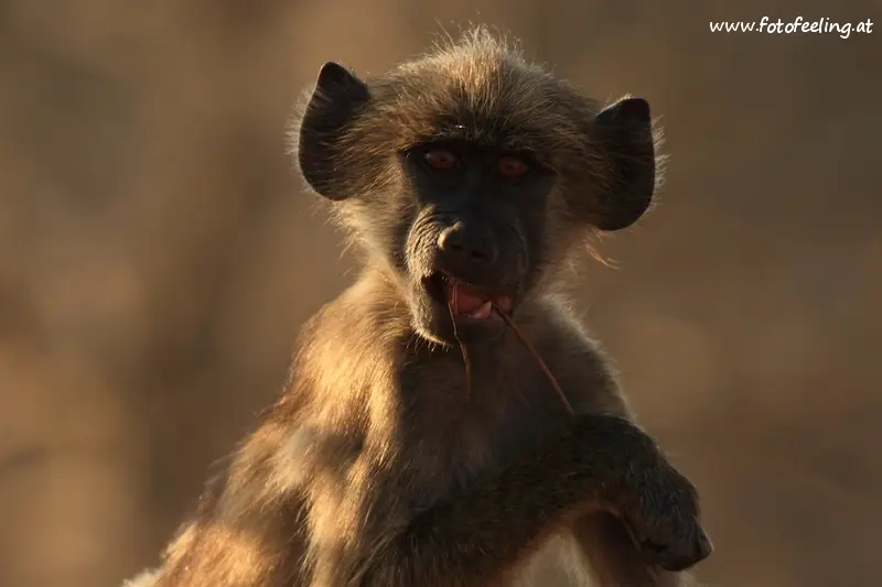 Baboonface.jpg