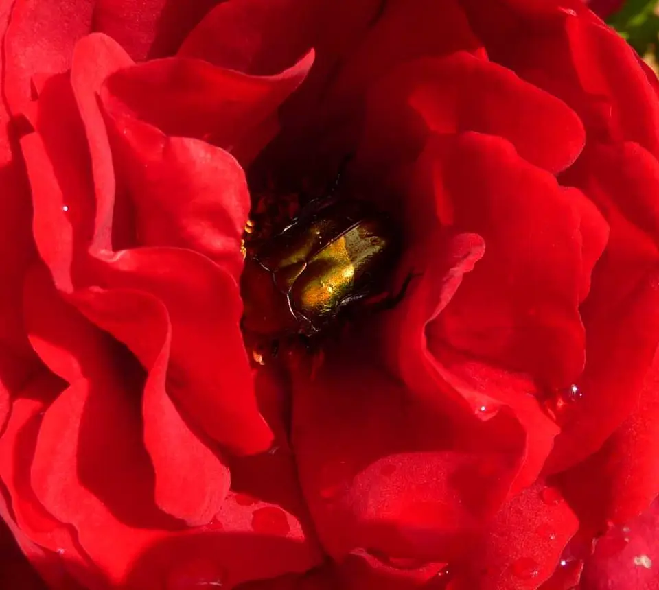 Blumenbild01.jpg