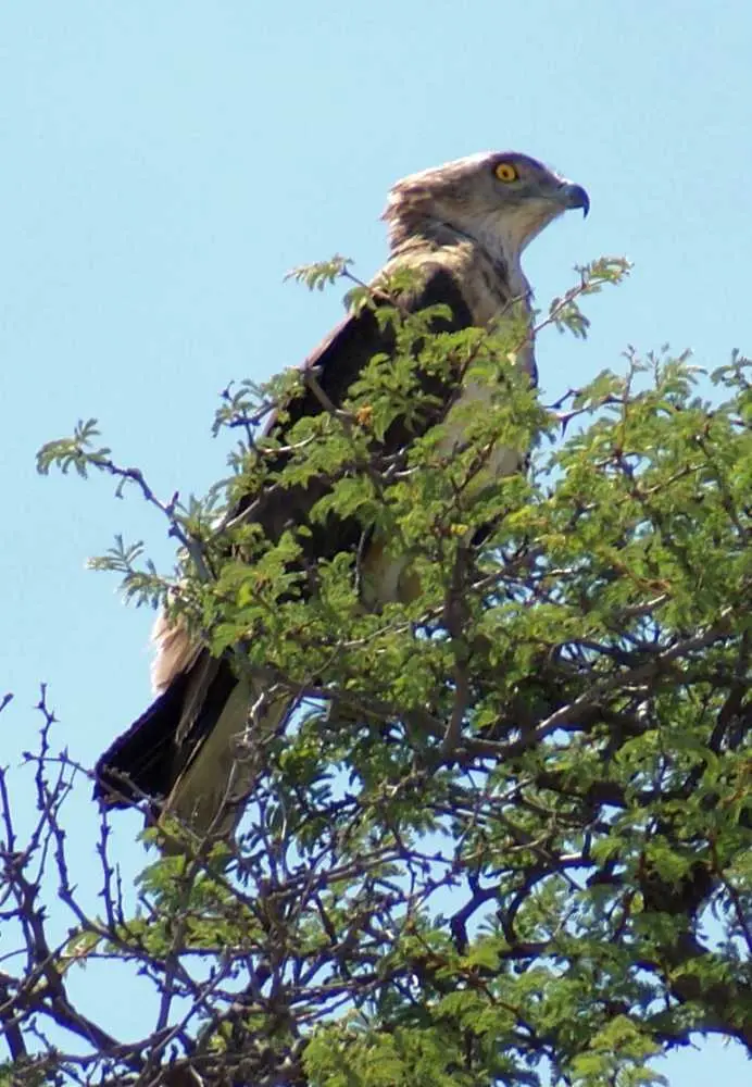 Greifvogel01.jpg