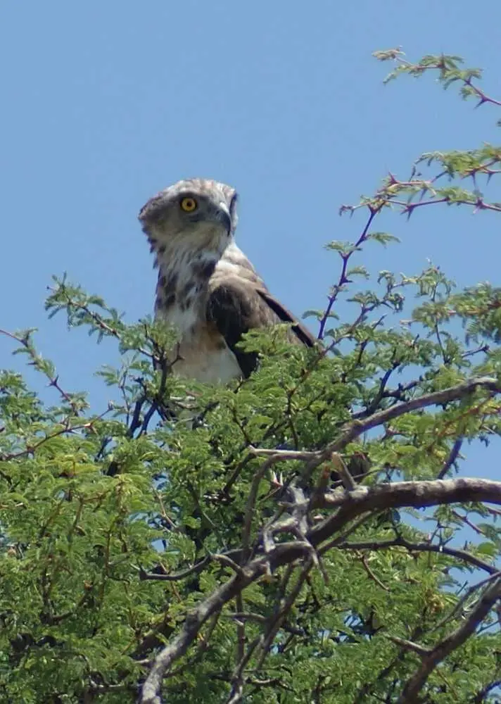 Greifvogel02.jpg