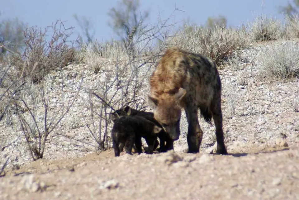 Tierbabies_05.jpg