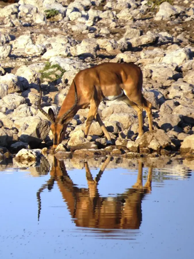 Spiegelimpala.JPG