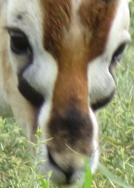 he3daf38.JPG