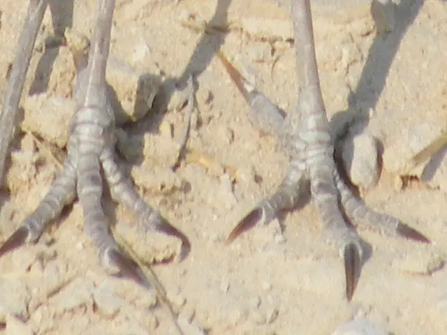 11DSCF4645b.JPG