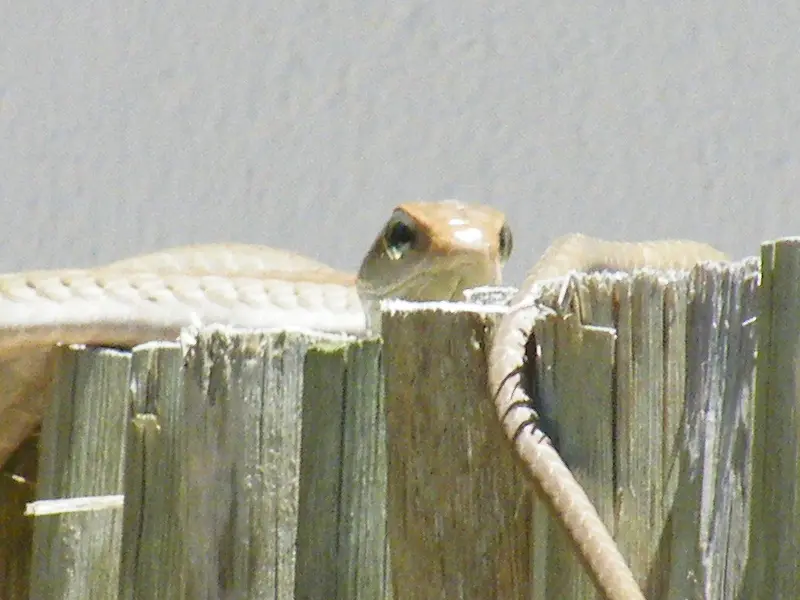 h4388444.JPG