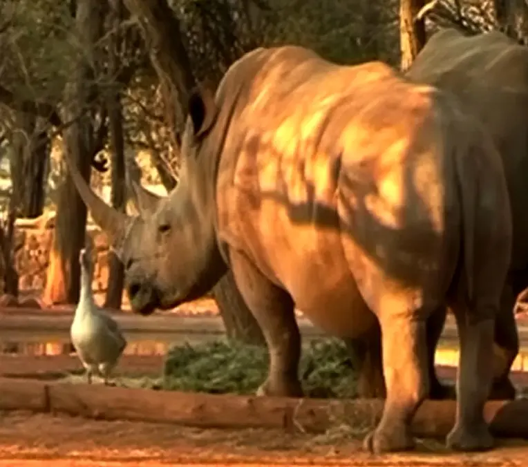 Nashorn-Gans.jpg