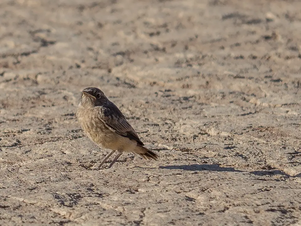 2018_43286_NamibiaSesriemdeadvlei.jpg