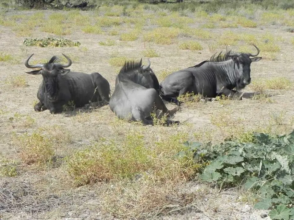 3Gnus.JPG