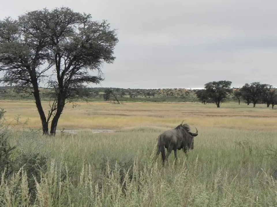 4-Gnu.JPG