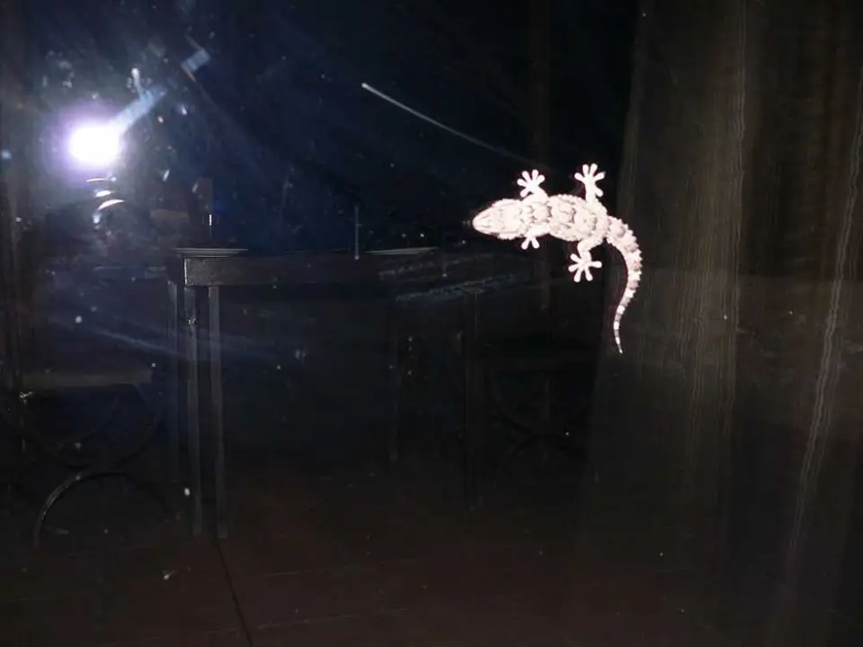BibronsGecko1.JPG