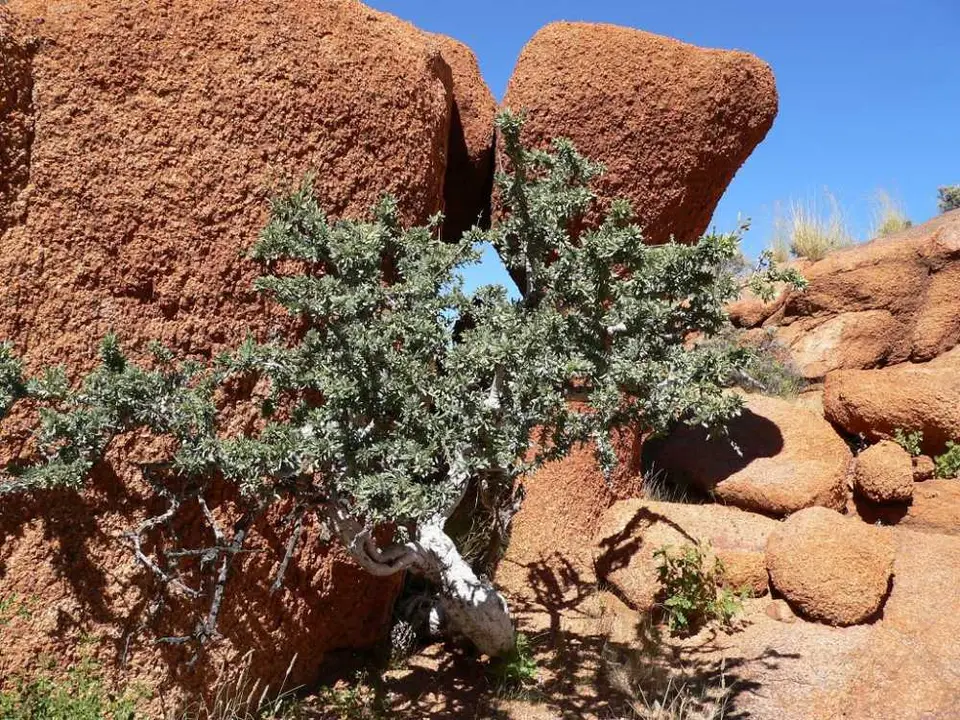 Botanical Trail.3jpg.jpg