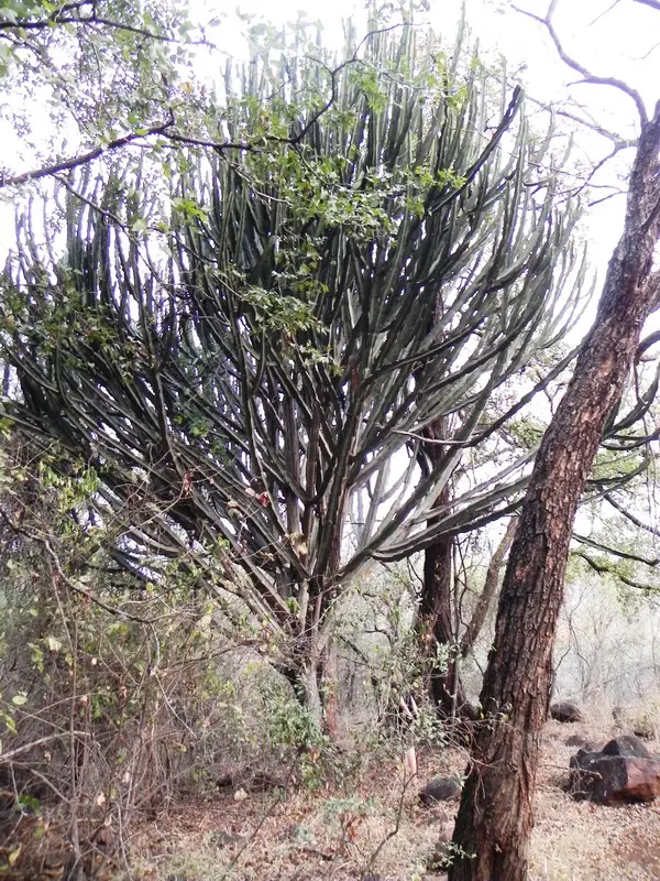 Commontreeeuphorbia.jpg