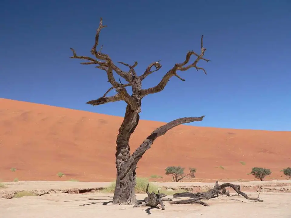 DeadVlei11.jpg
