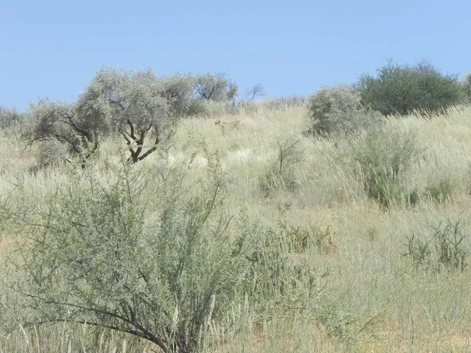 Gepard1.JPG