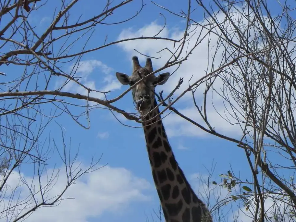 Giraffe_2011-10-29.jpg