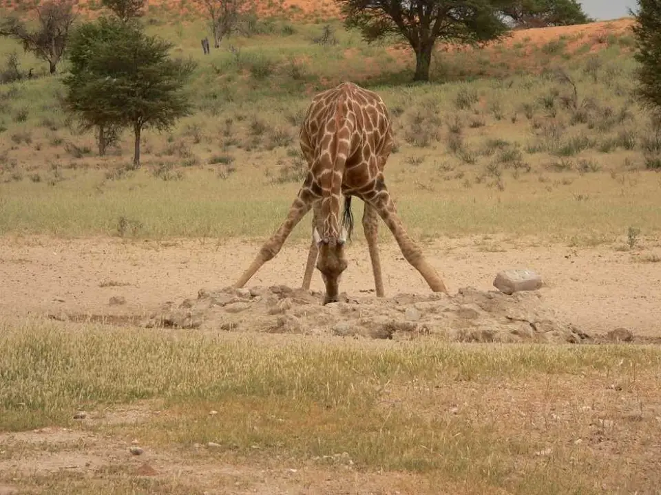GiraffebeimTrinken2.JPG