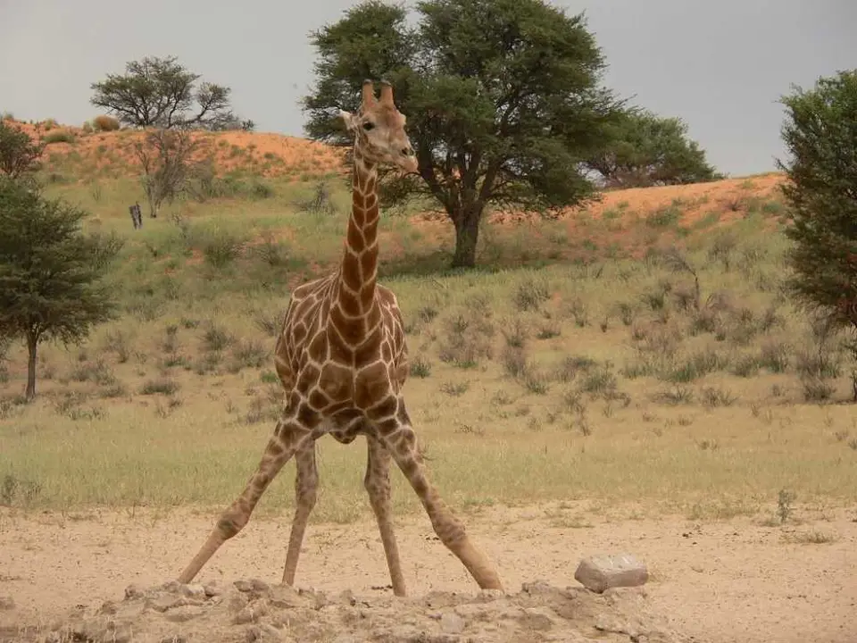 GiraffebeimTrinken3.JPG