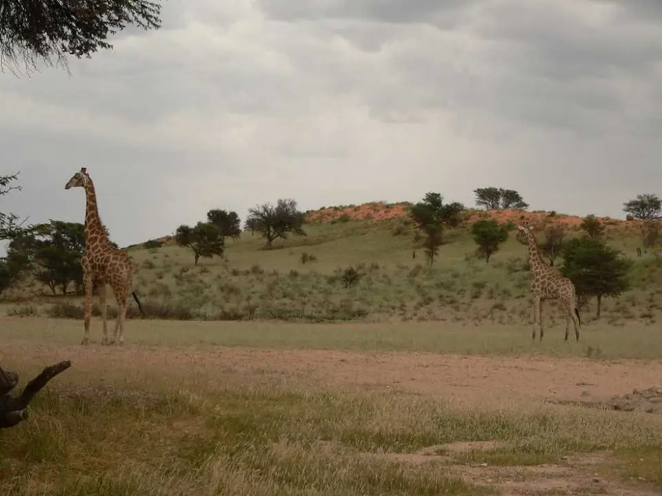 GiraffenaufWiedersehen.JPG