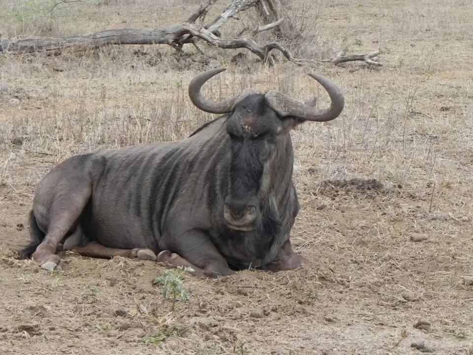 Gnu_2012-01-31.jpg