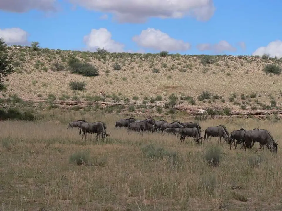 Gnus_2012-06-24.JPG
