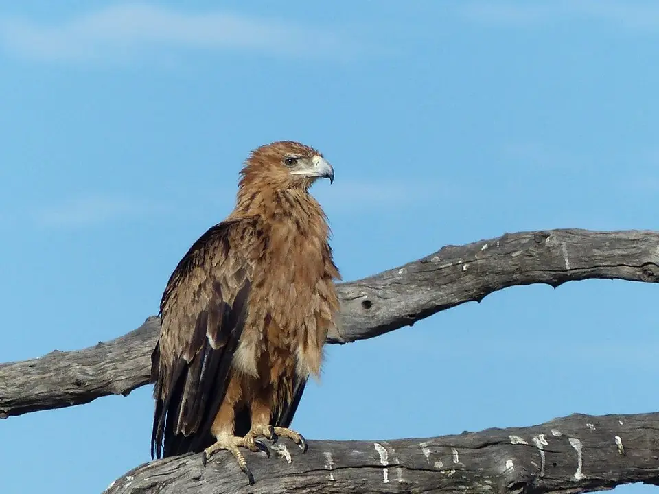 Greifvogel0710-3.jpg