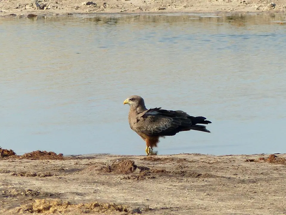 Greifvogel0810.jpg