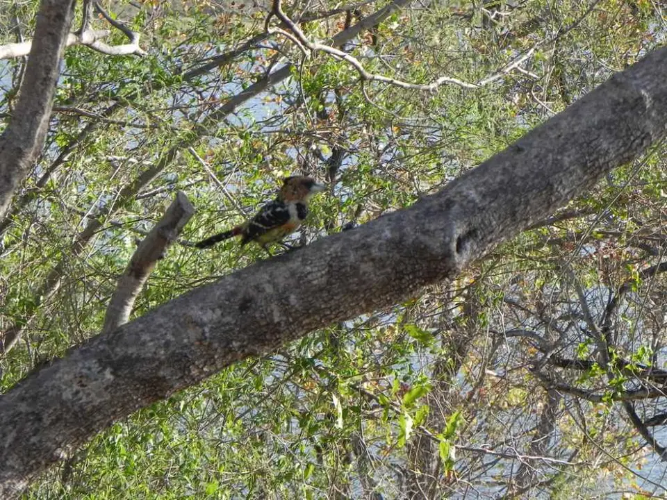 Haubenbartvogel.jpg