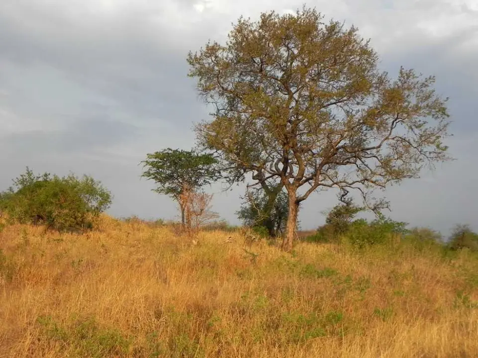 Hluhluwe.jpg