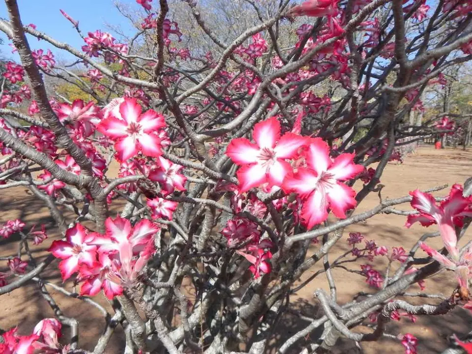 Impala-Lilys.jpg