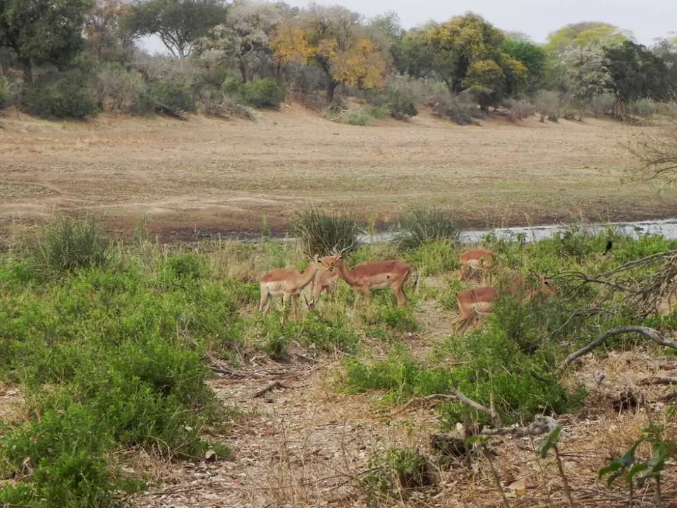Impalas_2011-10-24.jpg