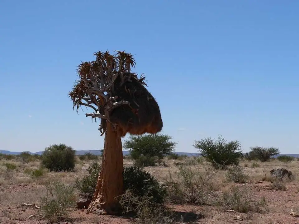 KcherbaummitNest.JPG
