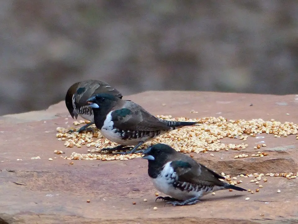 Kleinelsterchen1.jpg