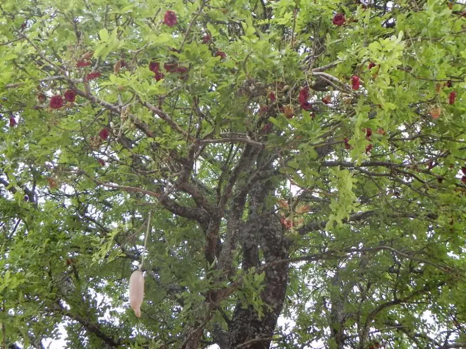 Leberwurstbaum.jpg