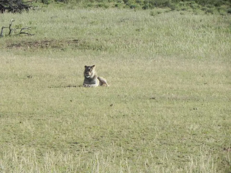 Löwe8.JPG