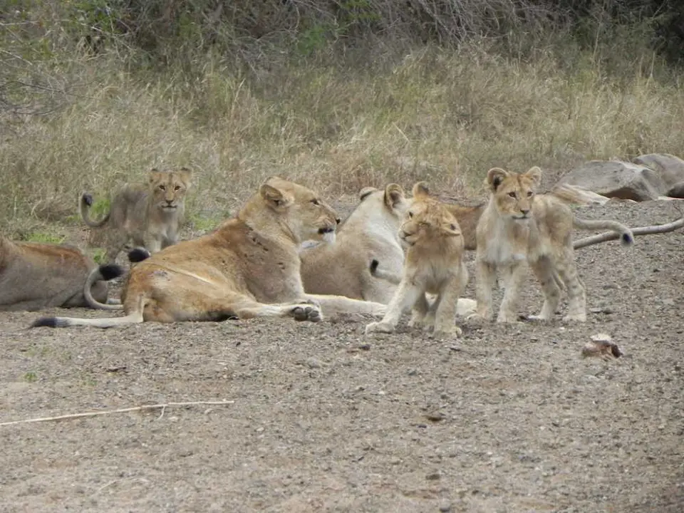 LwinnenmitCubs.jpg