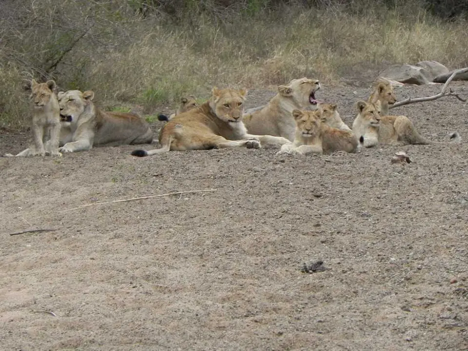 LwinnenmitCubs2.jpg
