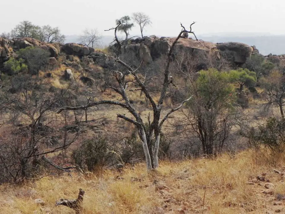 Mapungubwe.jpg