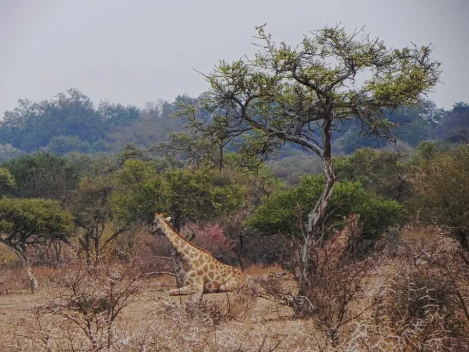 MapungubweliegendeGiraffe.jpg