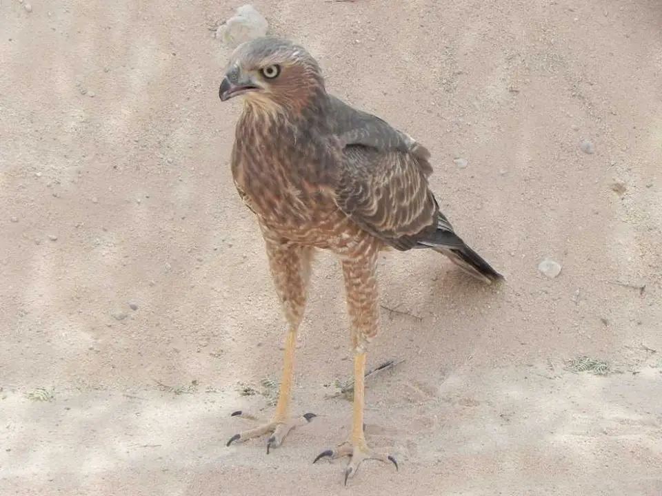 Mäusebussard3.JPG