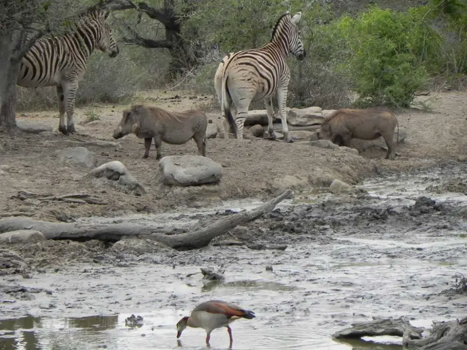 NgotshaBirdhide.jpg