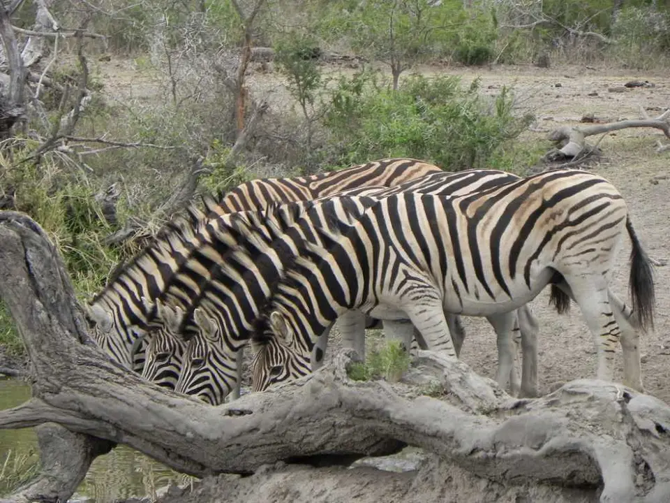 NgotshaBirdhideZebras.jpg