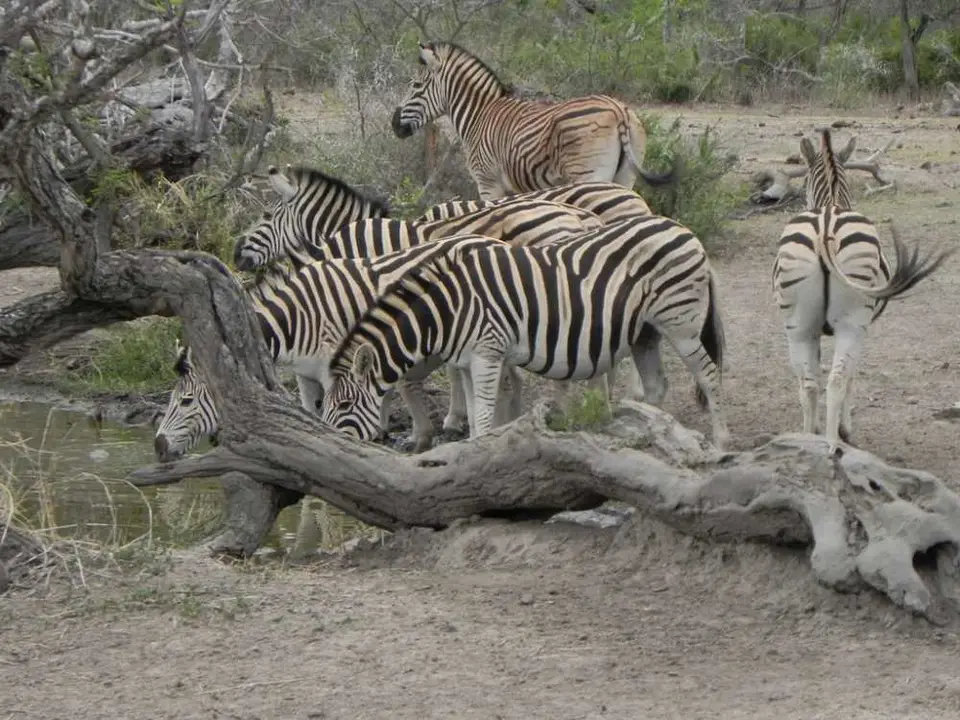 NgotshaBirdhideZebras1.jpg