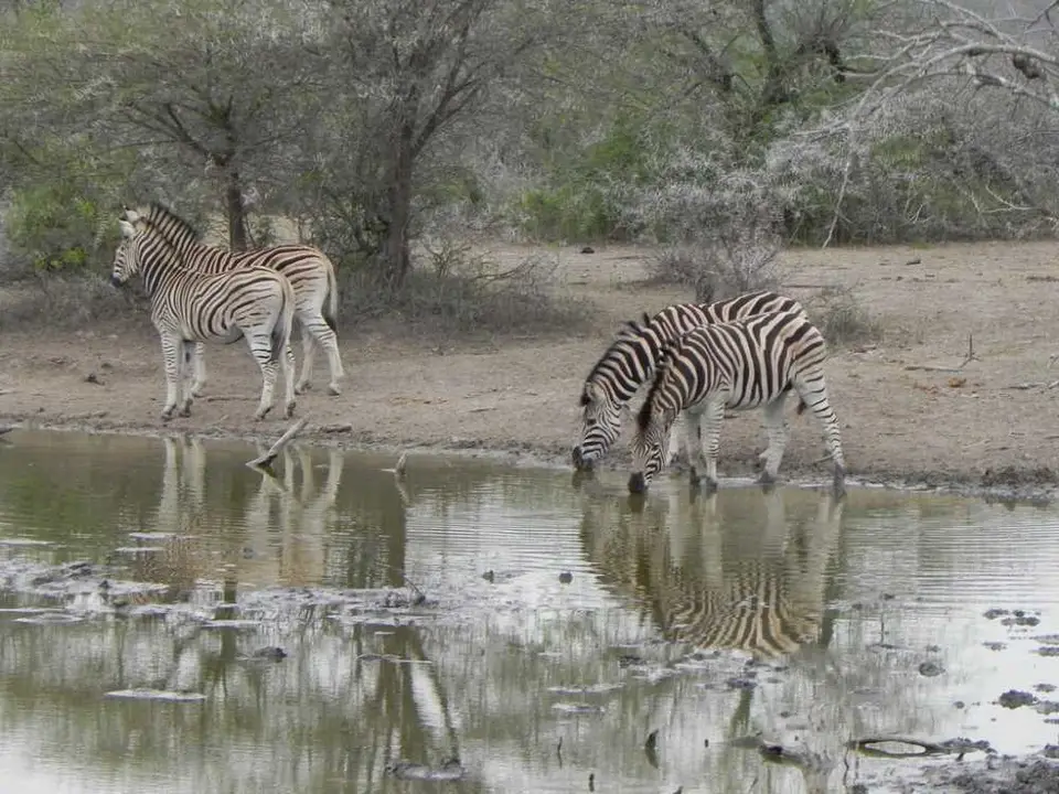 NgotshaBirdhideZebras2.jpg