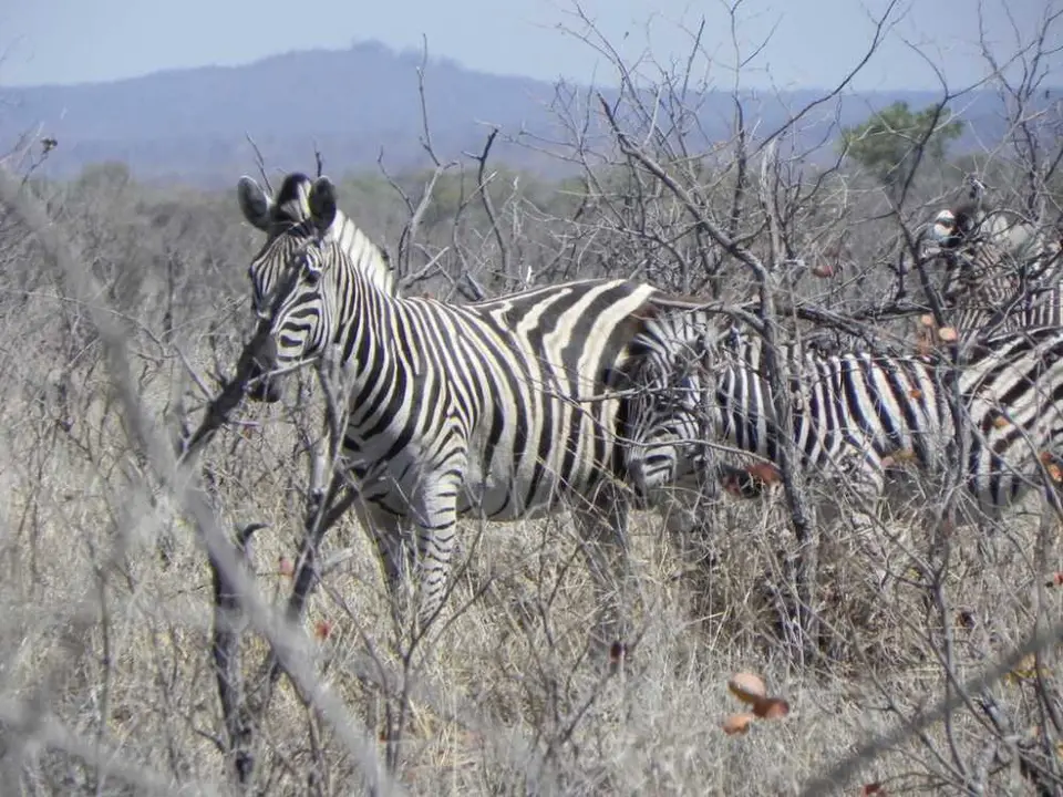 NshawuZebras.jpg