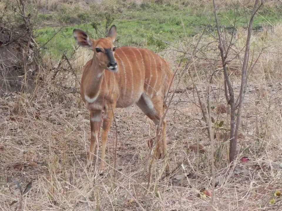 Nyala.jpg