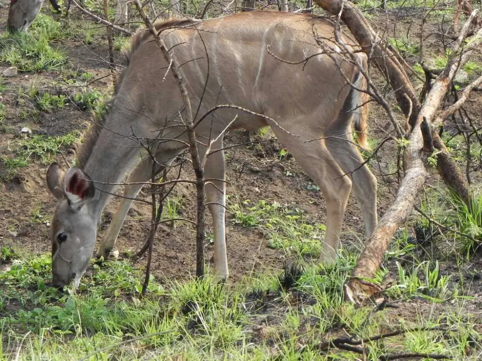 Nyala_2012-02-04.jpg