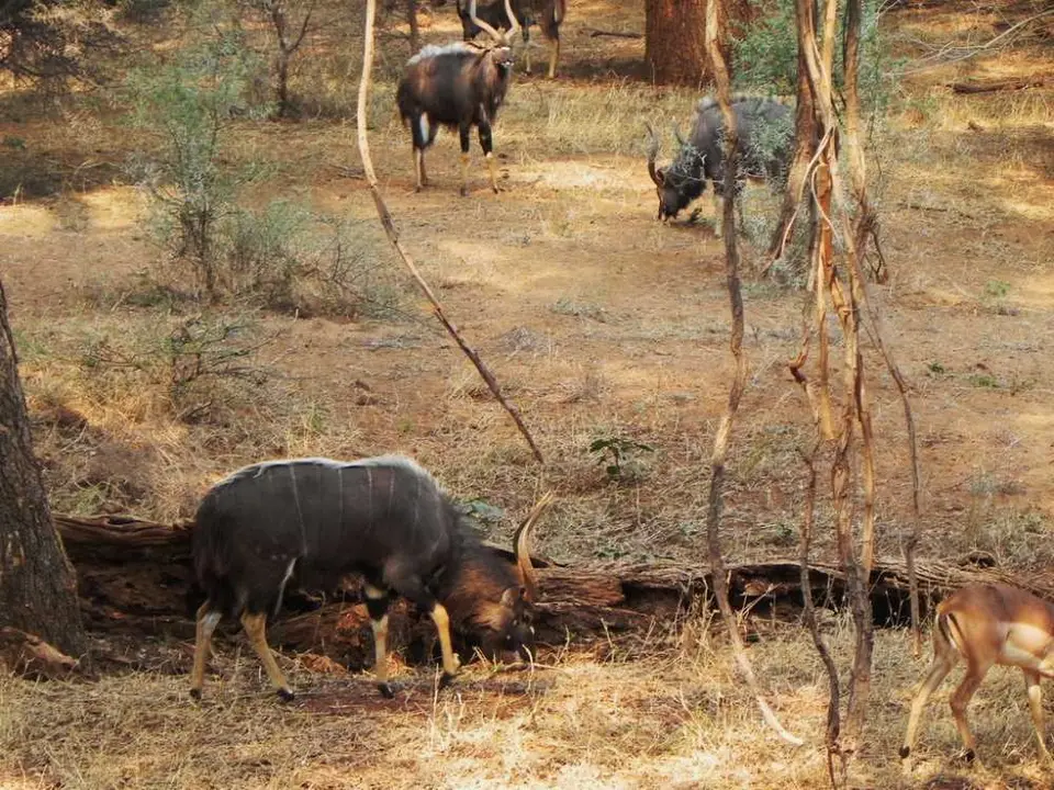 Nyalas.jpg