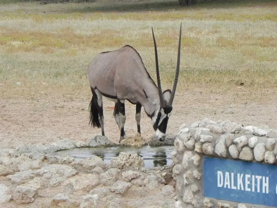 Oryx-Dalkeith.JPG