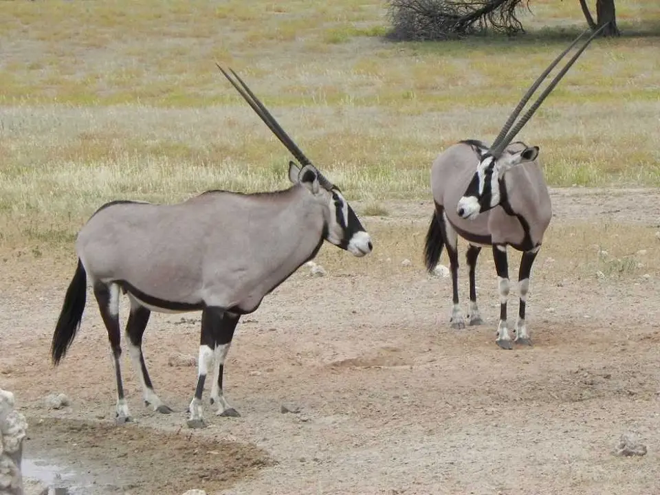Oryxe.JPG