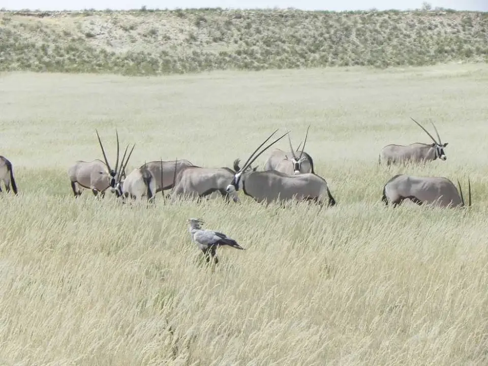 OryxundSekretaer.JPG